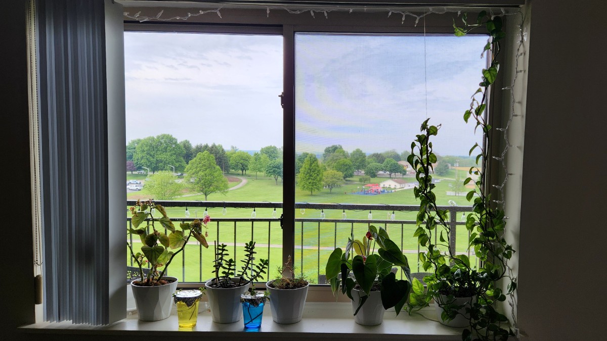 Window Garden