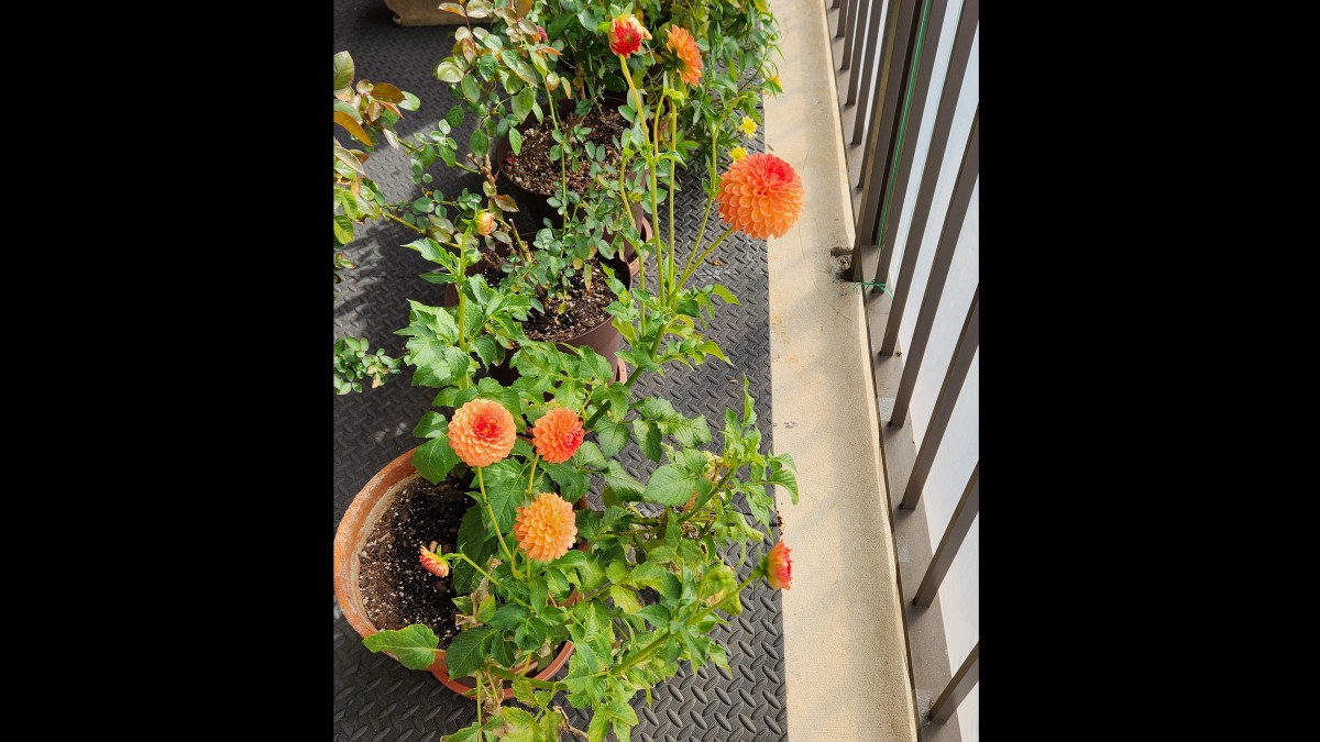 Balcony Dahlias