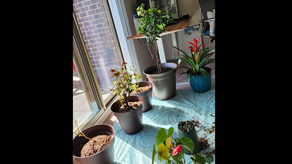 Potting